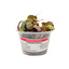 Red Root Floater (Phyllanthus fluitans) freshwater floating plant - portion cup