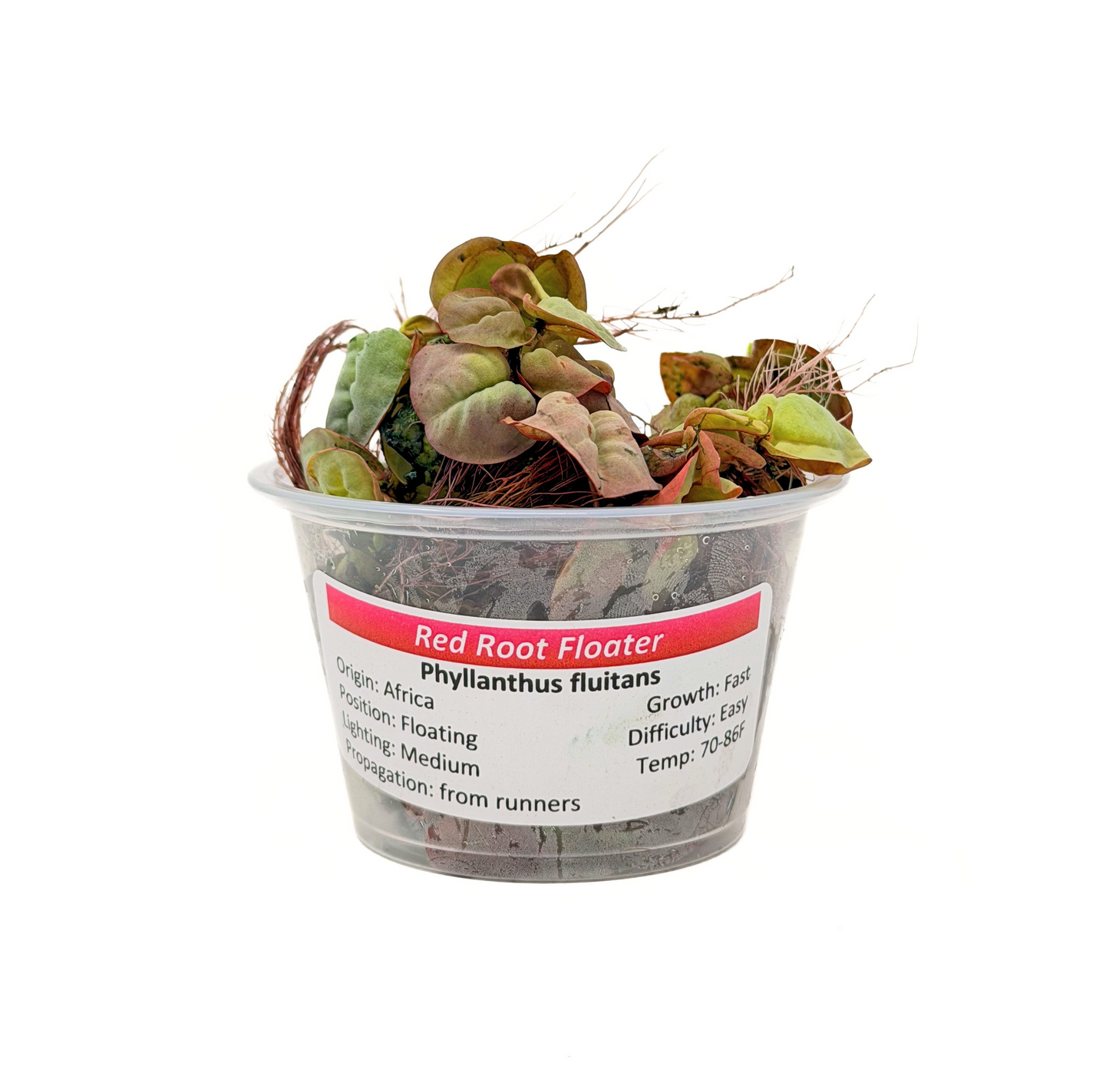 Red Root Floater (Phyllanthus fluitans) freshwater floating plant - portion cup
