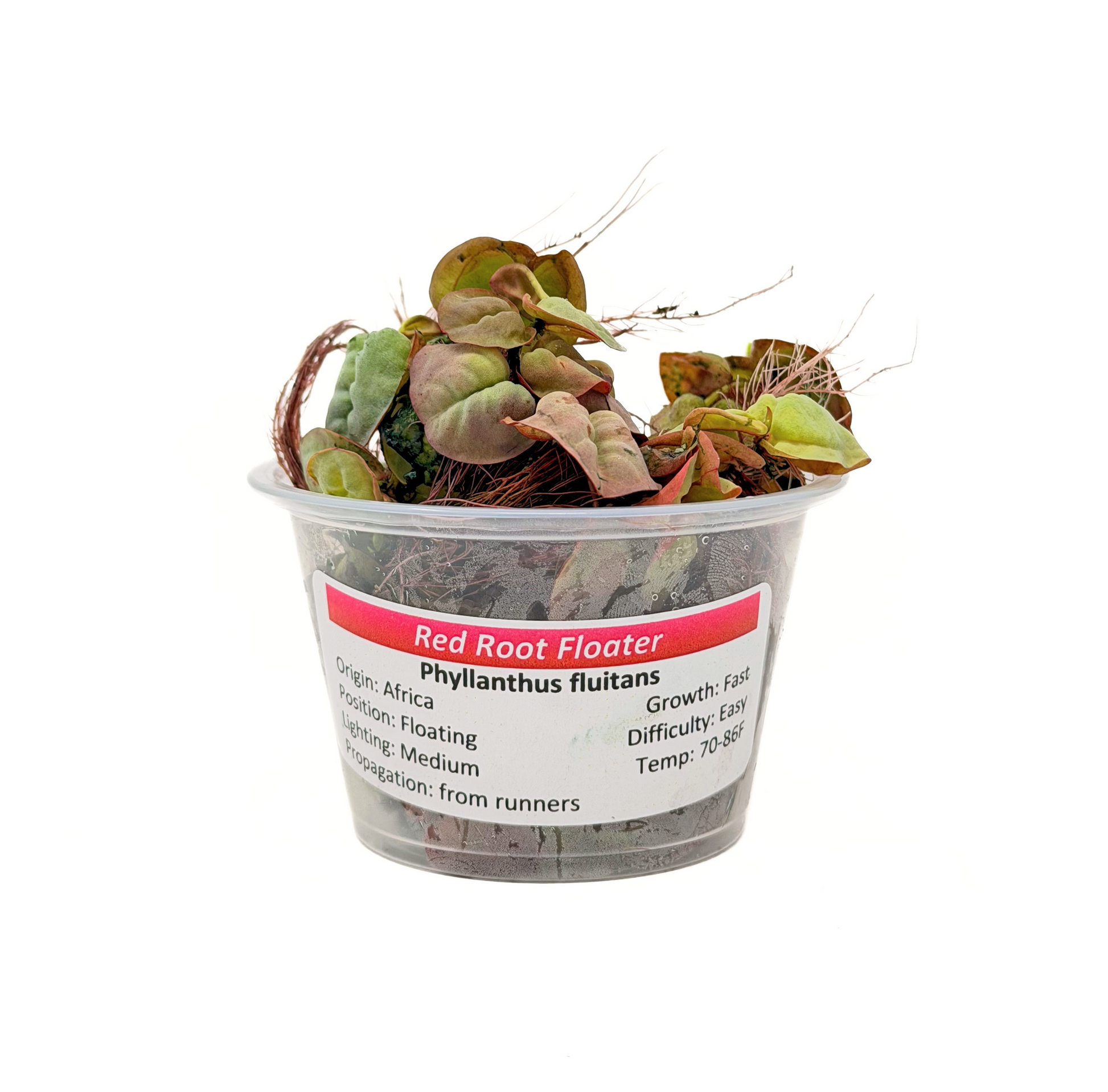 Red Root Floater (Phyllanthus fluitans) freshwater floating plant - portion cup