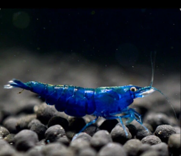 Blue Diamond Shrimp (Neocaridina davidi) freshwater invertebrate on aquarium gravel