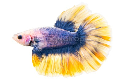 Radium Rosetail male betta (Betta splendens) steel-blue and violet fish with ruffled yellow rosetail fins