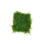 Flame Moss (Taxiphyllum Flame) Flat Pack moss mat pre-grown on mesh for an instant aquarium moss wall