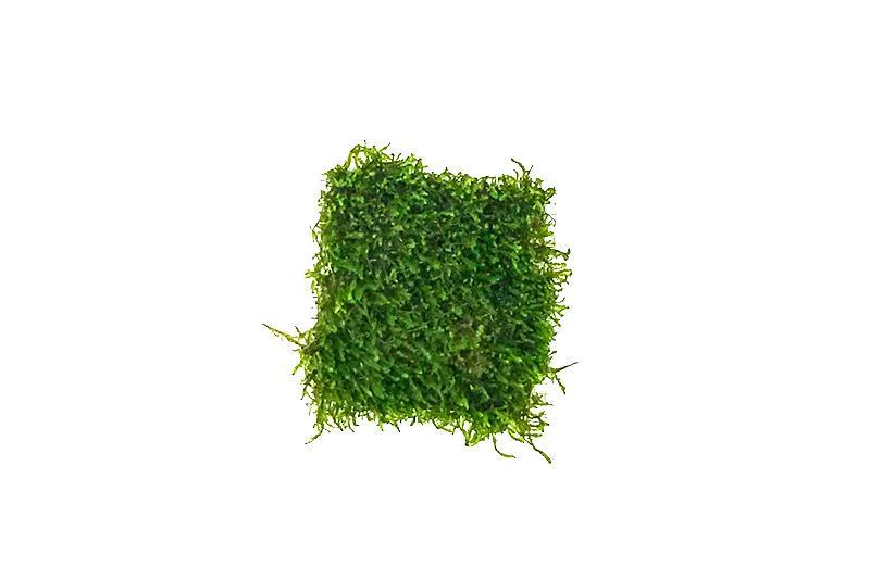 Flame Moss (Taxiphyllum Flame) Flat Pack moss mat pre-grown on mesh for an instant aquarium moss wall