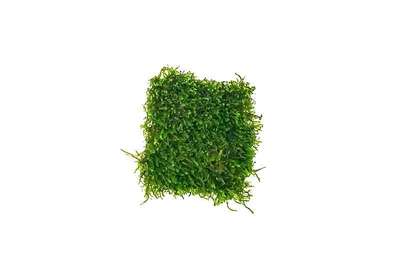 Flame Moss (Taxiphyllum Flame) Flat Pack moss mat pre-grown on mesh for an instant aquarium moss wall