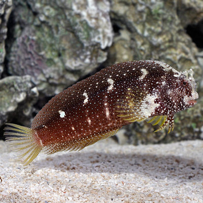 Starry Blenny (Salarias ramosus) dark saltwater algae blenny freckled with white spots