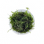 Peacock Moss (Taxiphyllum sp. Peacock), top view of the fronds in a portion cup