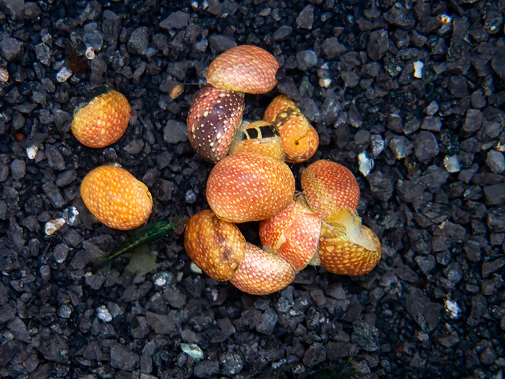 Pink Lady Nerite Snail - Algae Eating