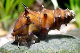 Bumblebee Pagoda Snail (Brotia pagodula) - banded freshwater grazer with tall pagoda-spired shell on a rock