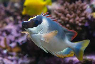 Magnificent Foxface (Siganus magnificus) white saltwater rabbitfish with black mask and red-orange dorsal fin