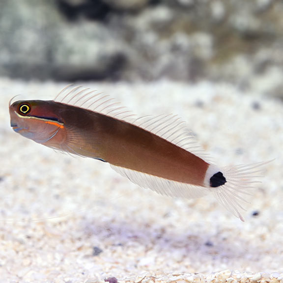 Tailspot Blenny (Ecsenius stigmatura) saltwater reef fish, side view showing black tail spot and yellow eye ring