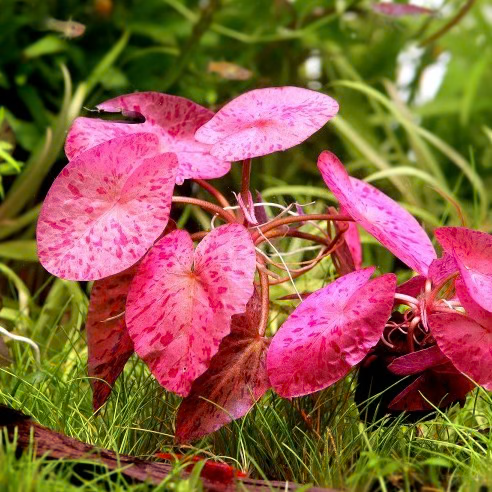 Red Tiger Lotus (Nymphaea zenkeri) live freshwater aquarium plant, red and burgundy arrowhead-shaped leaves