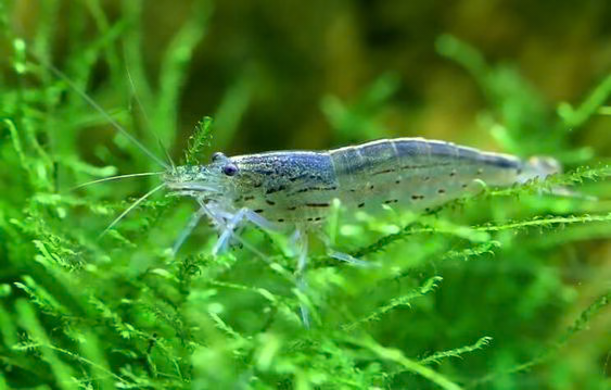 Amano Shrimp (Caridina multidentata) freshwater algae-eating shrimp grazing on green aquarium plants