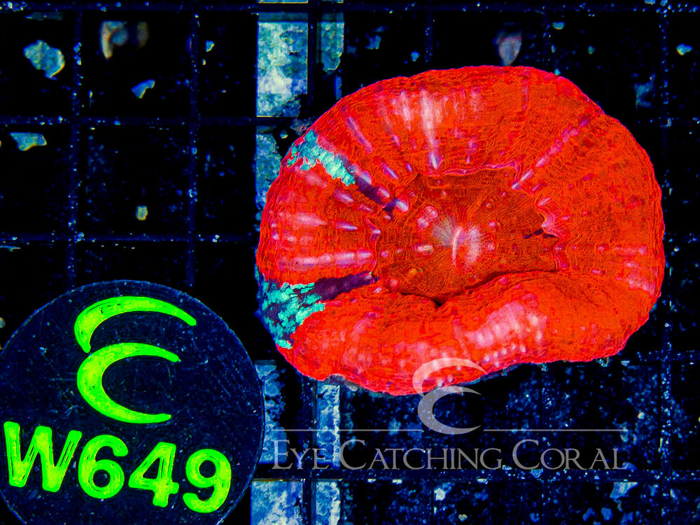 Aussie Red Scoly A-Grade XL (Scolymia sp.) saltwater LPS coral, solid deep blood-red disc under blue light