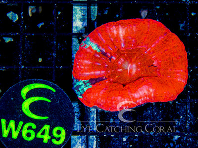Aussie Red Scoly A-Grade XL (Scolymia sp.) saltwater LPS coral, solid deep blood-red disc under blue light