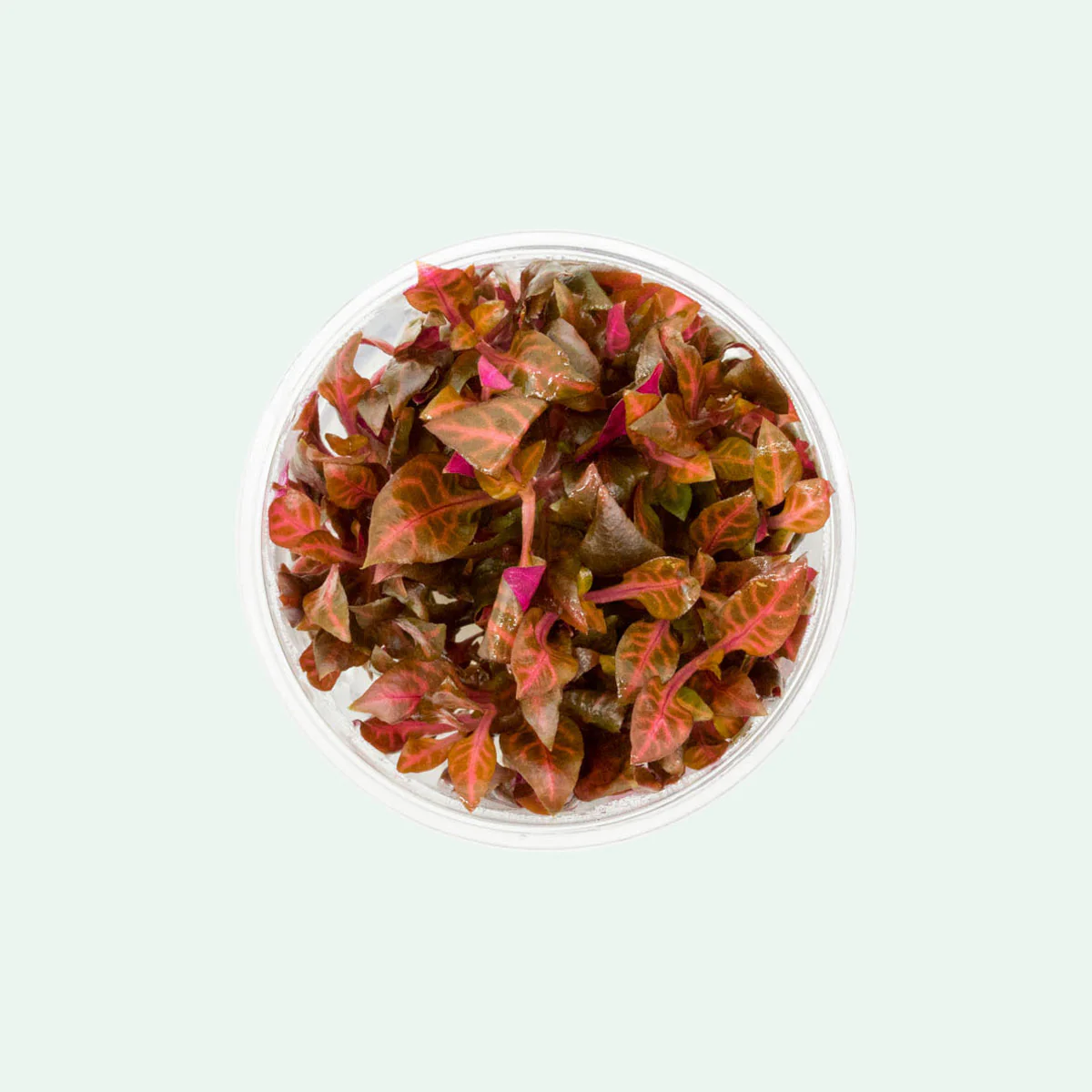 Alternanthera reineckii 'Rosanervig' tissue-culture cup, live red freshwater stem plant