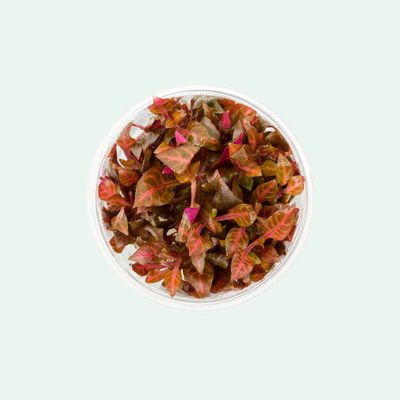 Alternanthera reineckii 'Rosanervig' tissue-culture cup, live red freshwater stem plant