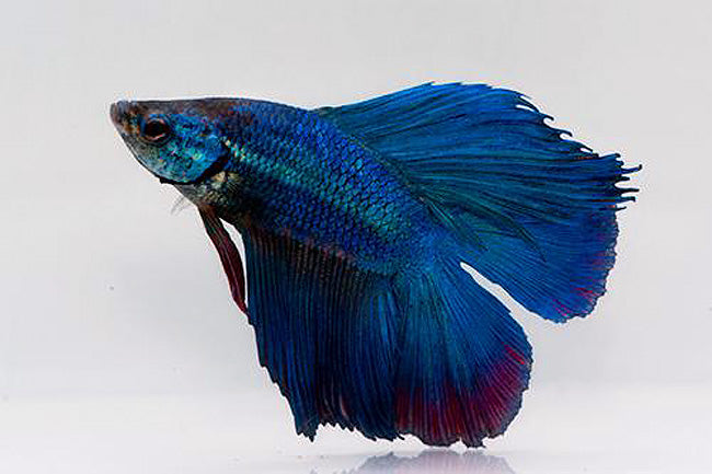 Twintail Halfmoon Male Betta (Betta splendens) freshwater fish, blue and red double tail male