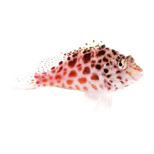 Pixie Hawkfish (Cirrhitichthys oxycephalus) saltwater fish, pale body with red-brown spots perched on rock