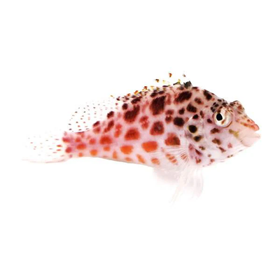 Pixie Hawkfish (Cirrhitichthys oxycephalus) saltwater fish, pale body with red-brown spots perched on rock