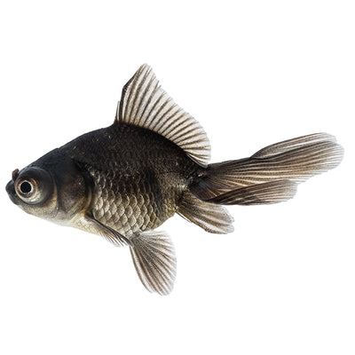 Black Moor Goldfish (Carassius auratus)