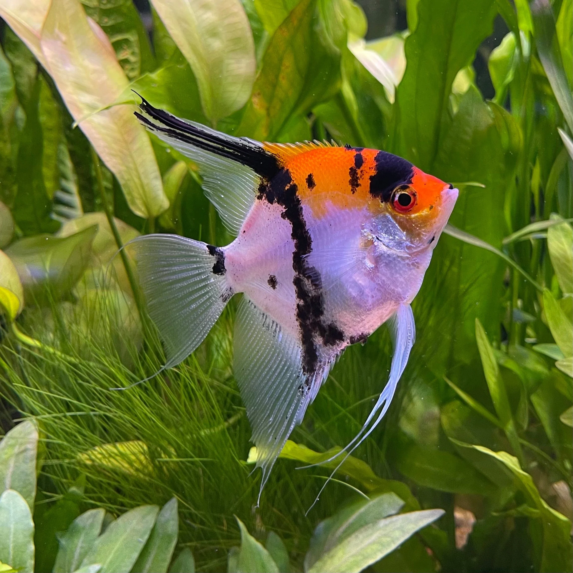 Koi Angelfish (Pterophyllum scalare) live freshwater fish - calico orange black and white tall-finned angel in planted tank