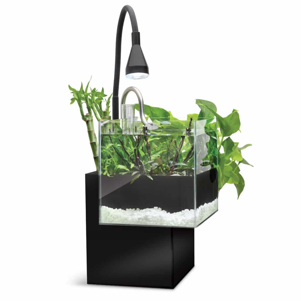 Fluval Kühl black aquaponic nano aquarium with emergent plants growing from the top filter