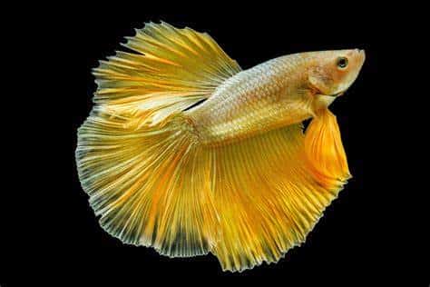 24K Gold male betta (Betta splendens) solid metallic gold halfmoon freshwater fish