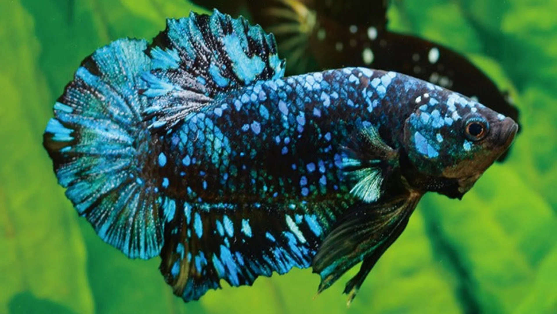 Avatar Plakat Betta male (Betta splendens) freshwater fish - iridescent scales on dark base