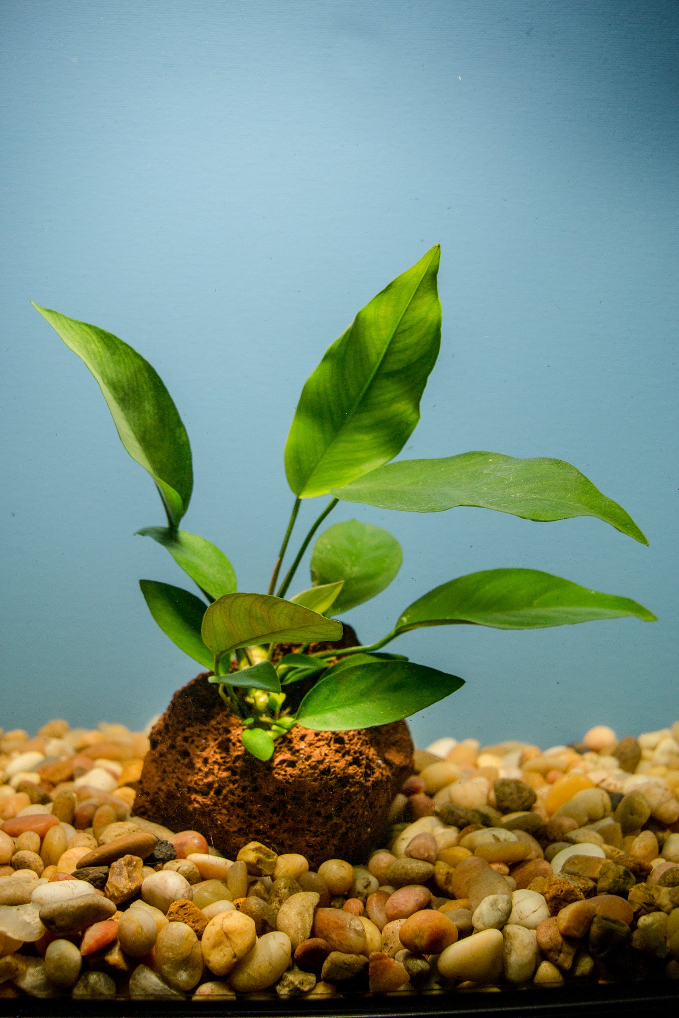 Anubias on Lava Rock (Anubias barteri) freshwater plant - live Anubias mounted on porous lava rock in a planted tank