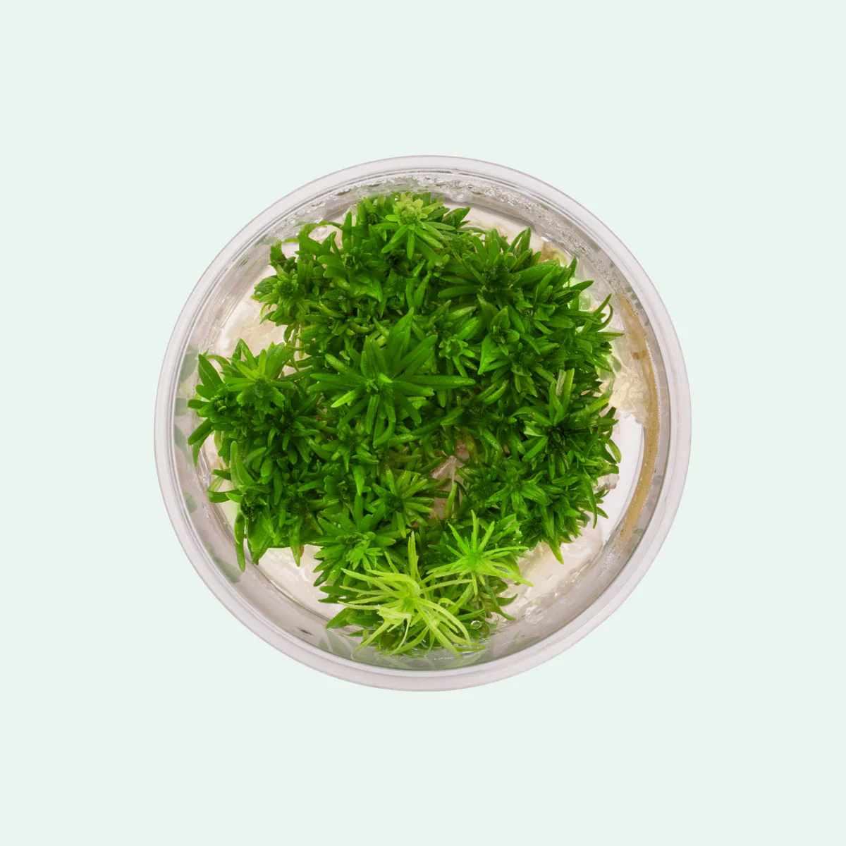 Pogostemon erectus tissue-culture cup, live freshwater stem plant