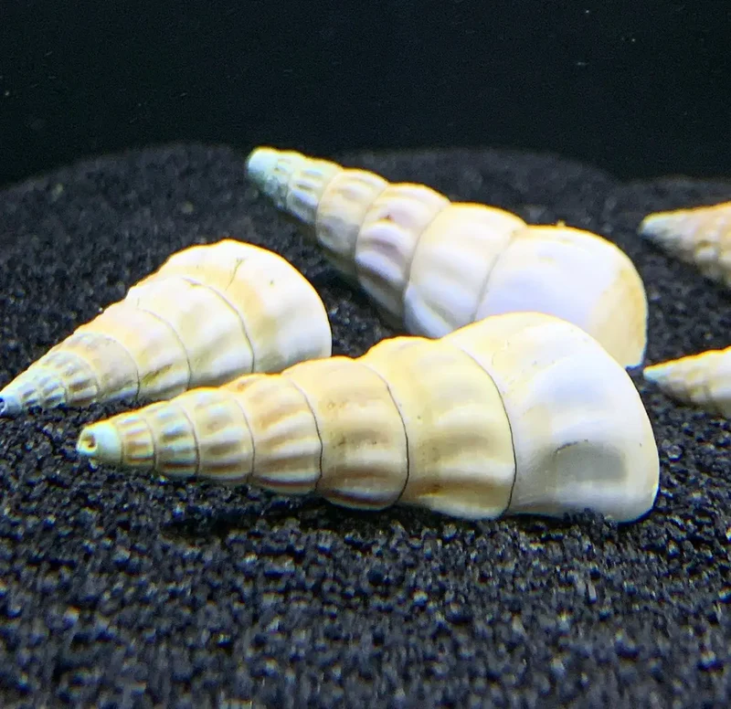 White Hercules Snail (Brotia herculea) freshwater invertebrate shells on dark substrate