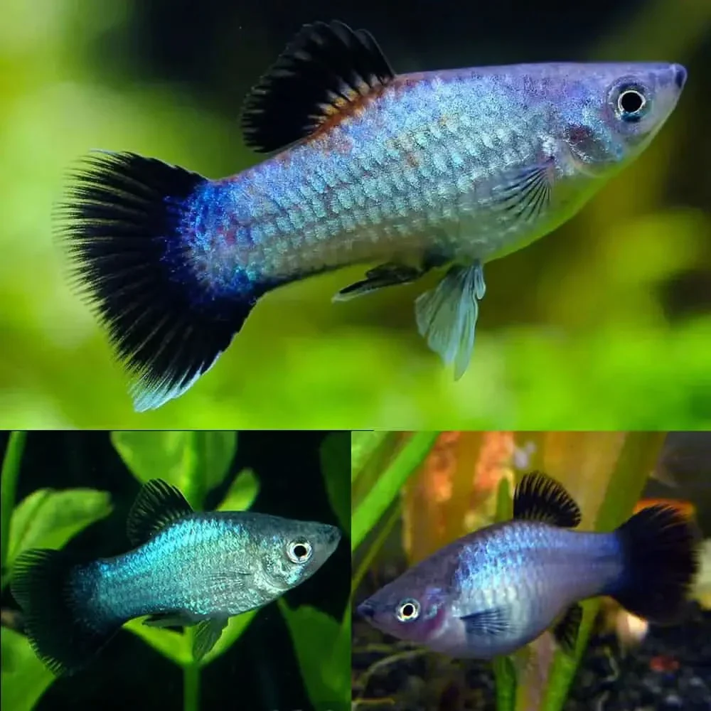 Blue Wag Platy (Xiphophorus maculatus) freshwater livebearer - pale blue body with black wag fins