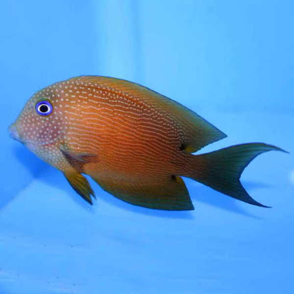 Bristletooth Two Spot Tang (Ctenochaetus binotatus) saltwater reef fish - peaceful surgeonfish with two dark spots near tail