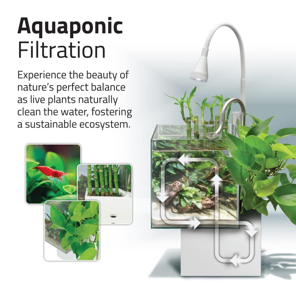 Aquaponic filtration diagram showing live plants naturally cleaning the water in the Kühl nano aquarium