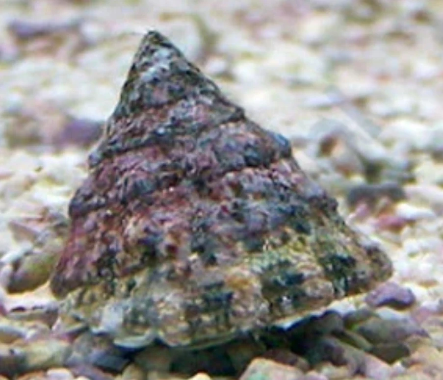Astrea Snail (Astraea tecta) - reef-safe Caribbean cleanup crew snail with pyramid-shaped shell grazing algae
