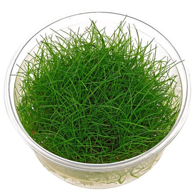 Dwarf Hairgrass (Eleocharis acicularis) freshwater carpeting aquarium plant - potted