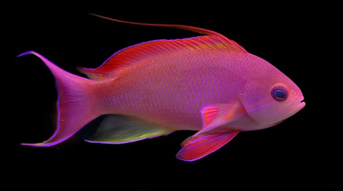 Lyretail Anthias Male (Pseudanthias squamipinnis) - bright red saltwater reef fish with elongated dorsal spine and lyre tail