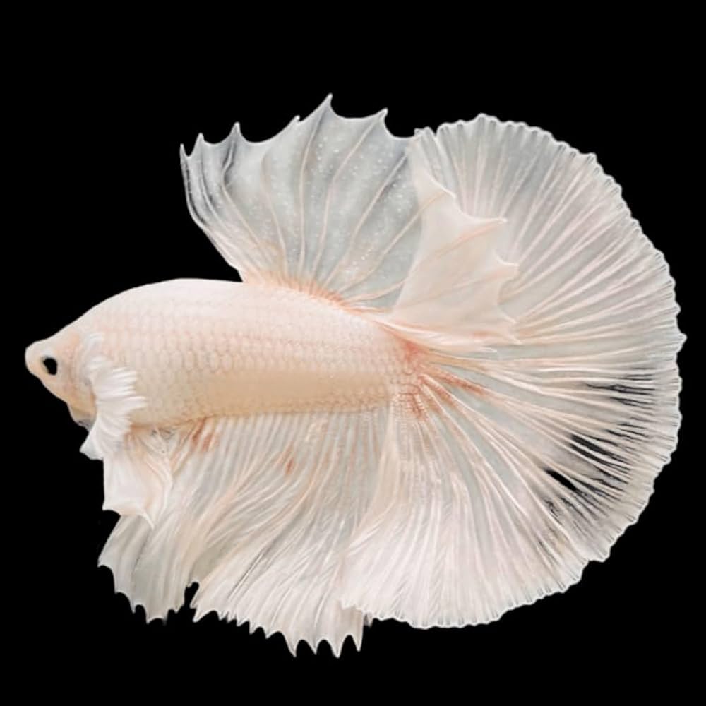 Dumbo Ear White male betta (Betta splendens) platinum-white fish with oversized elephant-ear pectoral fins
