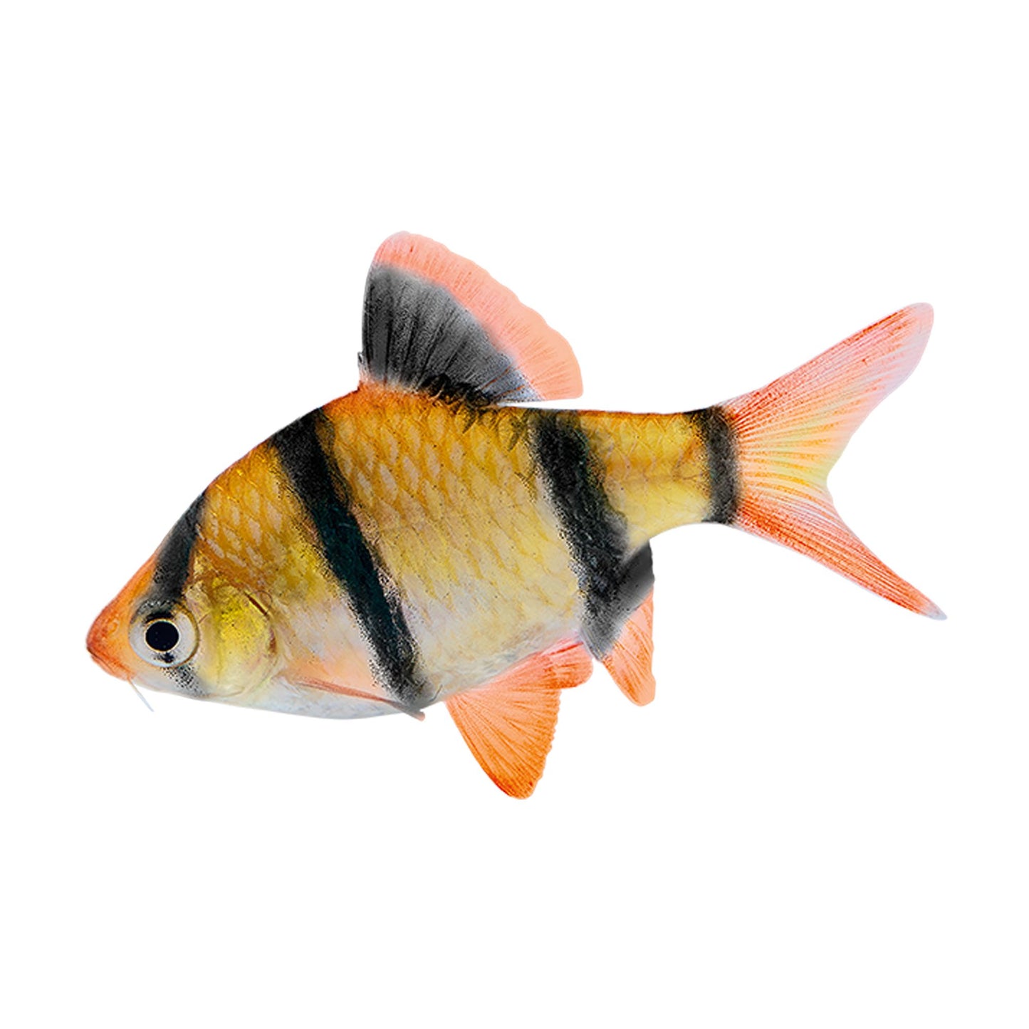 Tiger Barb (Puntigrus tetrazona) freshwater schooling fish with black bands and orange fins