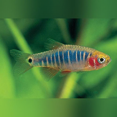 Micro Tiger Rasbora (Danio erythromicron) freshwater nano fish with blue tiger bars