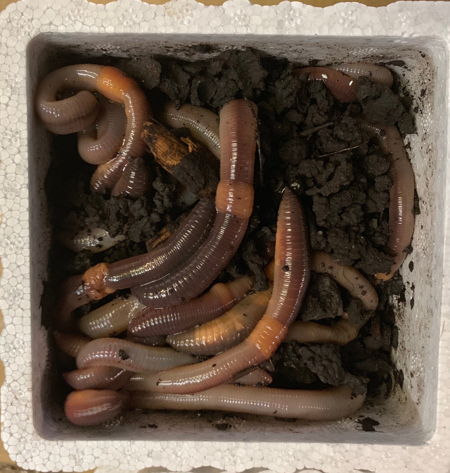 Live feeder nightcrawlers, a cup of large earthworms for fish, turtles and reptiles