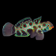 Spotted Mandarin Goby (Synchiropus picturatus) saltwater reef dragonet with target spots