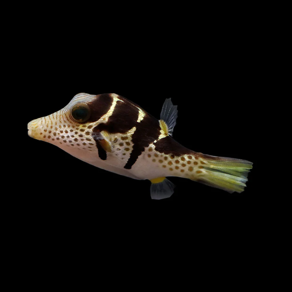 Valentini Puffer (Canthigaster valentini) saltwater fish, white body with dark saddles, orange spots and blue eye lines