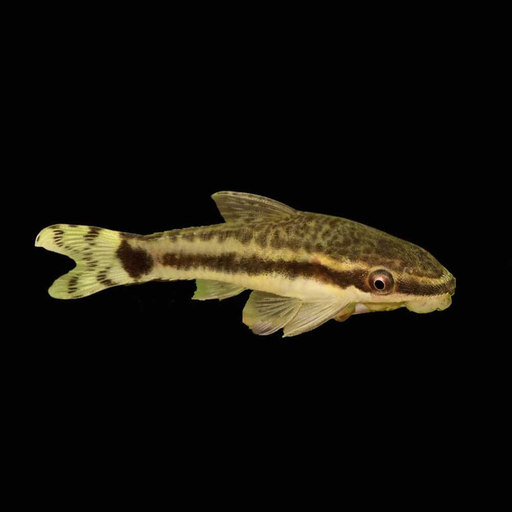 Otocinclus Catfish (Otocinclus vittatus) live freshwater algae eater