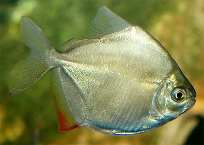 Silver Dollar (Metynnis argenteus) — peaceful schooling freshwater fish for community tanks, side view of adult with red-tipped tail