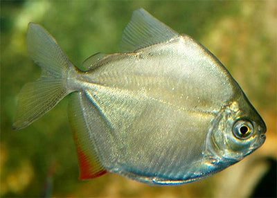 Silver Dollar (Metynnis argenteus) — peaceful schooling freshwater fish for community tanks, side view of adult with red-tipped tail