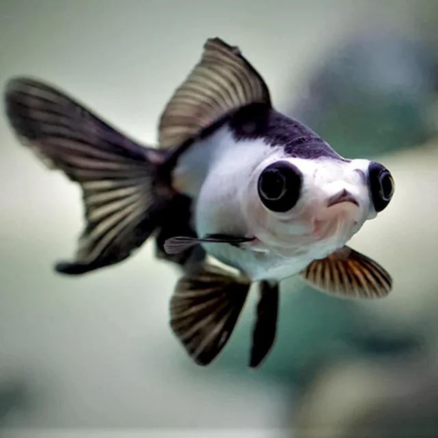 Panda Butterfly Goldfish (Carassius auratus) black and white fancy goldfish with telescope eyes