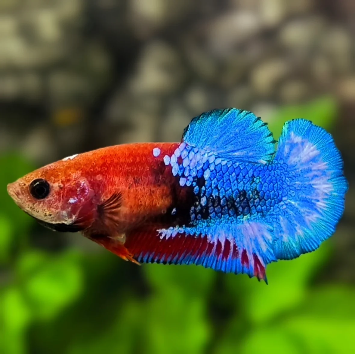 Hellboy Blue and Red Betta (Betta splendens) live freshwater male betta fish