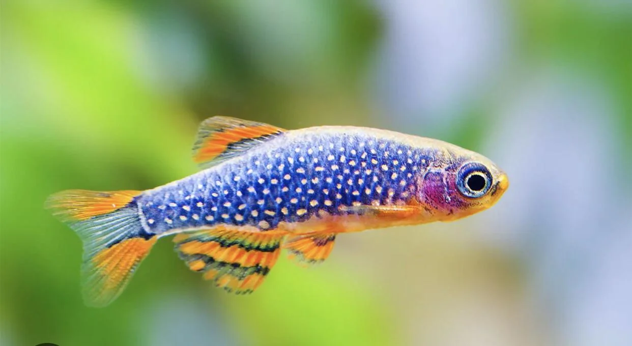 Celestial Pearl Danio (Danio margaritatus), a blue nano fish with pearl spots and orange fins