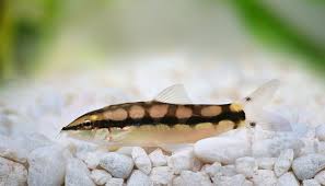 Dwarf Chain Loach (Ambastaia sidthimunki) freshwater fish - close up showing chain pattern